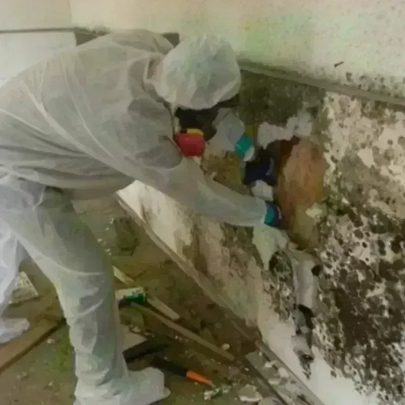 Mold Remediation and Removal in Currituck County, NC